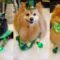 Pomeranians in Festive St. Patrick’s Day Outfits! | Adorable