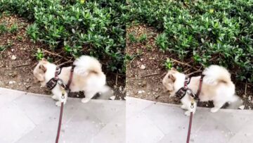 Pomsky-Puppy-Hilariously-Kicking-Legs-Adorable.jpg