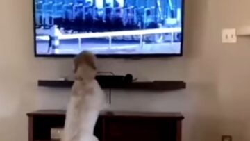 Pups-adorable-reaction-to-horse-race-will-melt-your-heart.jpg