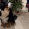 Purr-fectly Adorable: Bruno and Bob’s Christmas Caper | Super Cute