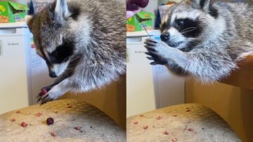 Raccoon-Devours-Juicy-Cherries-Adorable.jpg