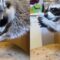 Raccoon Devours Juicy Cherries | Adorable