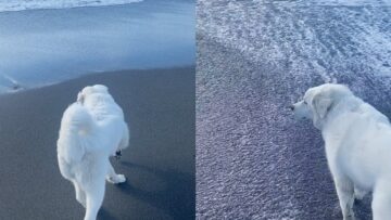Rescuing-an-Adorable-Abandoned-Baby-Seal-Super-Cute.jpg