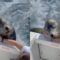 Sea Lion playfully attacks tourist on boat! | Super Cute
