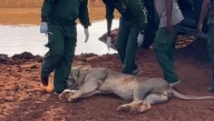 Sleeping-Beauty-Sedated-Lions-Unexpected-Check-Up-by-Wildlife-Rangers.jpg
