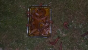 Slug-Be-Gone-How-Beer-Became-the-Ultimate-Slug-Slayer.jpg