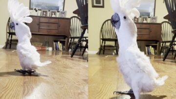 Sneaky-Cockatoos-Adorable-Walk-Watch-the-cutest-bird-strut.jpg