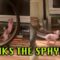Sphynx Cat Speeding on Exercise Wheel | Lightning-Fast & Super Cute