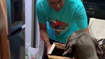 Spoiled-Great-Dane-Unleashes-His-Charm-to-Get-What-He.jpg