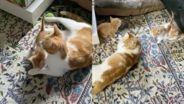 Stray-Cat-Kittens-Take-Over-Womans-House-Super.jpg