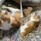 Stray Cat & Kittens Take Over Woman’s House! | Super Cute ๐พ