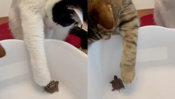 Surprising-Cat-Behavior-Meeting-Baby-Turtles-Adorable.jpg