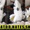 Tantrum-Throwing Cockatoo Goes Wild! Super Cute |