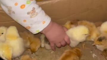 Toddler-hilariously-tries-to-eat-adorable-chick-live-Super.jpg