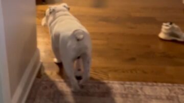 Toddlers-Joyful-Reunion-with-Beloved-Dog-Will-Melt-Your-Heart.jpg
