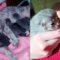 Unexpected Guests: Stray Cat Shares Her Adorable Kittens with Us | Heartwarming