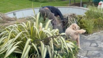 Watch-Out-This-Cheeky-9-Month-Old-Goldendoodle-Is-a-Pro-at.jpg