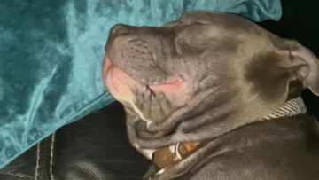 Watch-Sleepy-Dogs-Adorable-Snores-Keep-You-Awake-Super.jpg