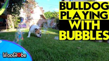 Watch-This-Adorable-Dog-Chase-Soap-Bubbles-With-His-Best.jpg
