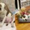 Watch This Rescued Pup Blossom into a Joyful Companion! | Heartsome