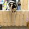 Watch a Giant Cat Playfully Tackle a Tower of Toilet Paper! Pure Joy Awaits! | Heartsome