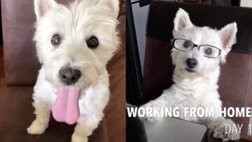 Westie-Dog-Living-her-Best-Life-Compilation-Adorable.jpg
