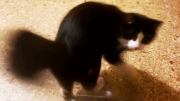 Whirling-Whiskers-Cats-Spinning-Blunders-in-Hilarious-Fails-Try.jpg