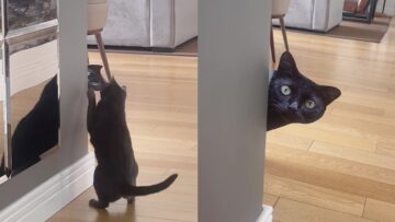Woman-Pulls-Hilarious-Stranger-Danger-Prank-on-Cat-TikTok-Erupts.jpg