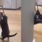 Woman Pulls Hilarious ‘Stranger Danger’ Prank on Cat, TikTok Erupts with Laughter! | Viral Prank