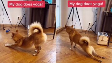 Yoga-Dog-Masters-Stretches-Super-Cute.jpg
