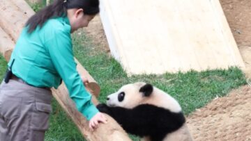 Young-panda-transforms-into-ninja-to-find-her-beloved-human.jpg
