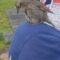 A Wild Bird Finds a Boy’s Head to Be Its Perfect Nest! | Heartsome