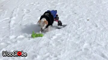Adorable-Disabled-Dog-Joyfully-Plays-Fetch-in-the-Snow.jpg