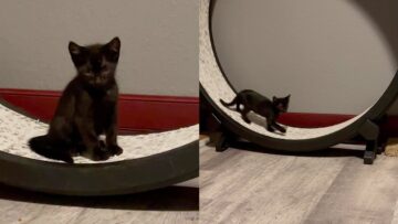 Adorable-Kitten-Spins-on-Huge-Wheel-Super-Cute.jpg