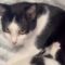 Adorable Mother Cat Joyfully Welcomes Two New Kittens to Her Growing Family | Heartwarming