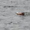 Adorable Ruddy Shelduck Family Paddling Together in Perfect Harmony | Heartwarming