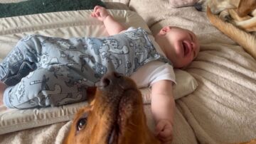 Adorable-baby-cant-stop-giggling-as-dog-sneezes-Super.jpg