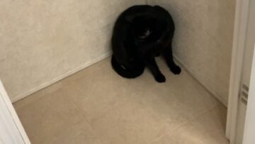 Adorable-black-cat-proves-weird-is-the-new-cute.jpg