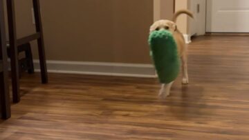 Adorable-puppys-playful-mishap-on-stairs-with-pickle-toy.jpg