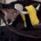 Angry Cat Mistakes Costume Adjustment for Removal | Adorable