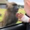 Baby boy captivated by mischievous monkeys on safari | Super Cute