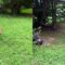 Backyard Cutie: Dog Chases Baby Deer | Adorable