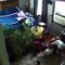 Brave 7 y/o saves baby bird from cat and dog | Adorable