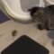 Cat & Mouse Unlikely BFFs | Super Cute 🐱🐭