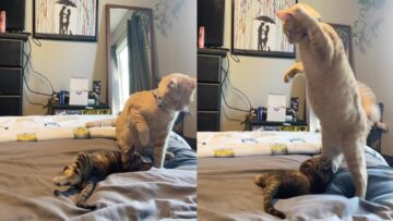 Cat-plays-with-baby-sister-on-her-first-day-home.jpg