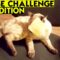 Cat with Cheese on Face: Hilarious + Adorable Reactions | Super Cute