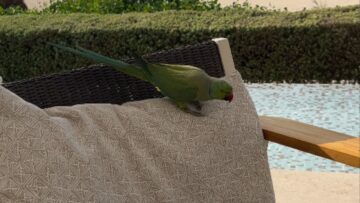 Charming-Wild-Ring-Necked-Parrot-Crashes-Womens-Lunch-for-a-Delightful.jpg