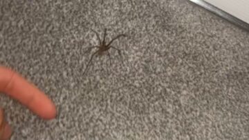 Chased-by-a-Creepy-Crawler-One-Womans-Hilarious-Battle-for.jpg