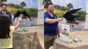 Clever-Crow-Gathers-Donations-to-Help-His-Feathered-Friends.jpg