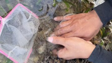 Clownfish-Catch-Gone-Awry-A-Net-Mishap-Thatll-Leave-You.jpg